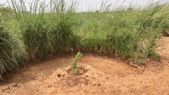Le terrain d’une action de restauration écologique à Simiri